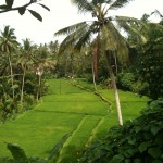 Bali_2011_Lush Rice paddies