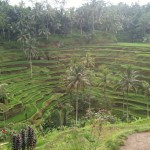 Famous Rice Terraces
