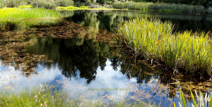 Reflections on Lake Matheson, New Zealand