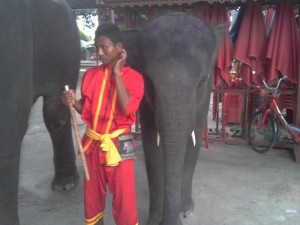 Elephant Camp and baby elephant with Mahut in Ayutthaya