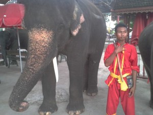 Elephant Camp and larger elephant with Mahut in Ayutthaya