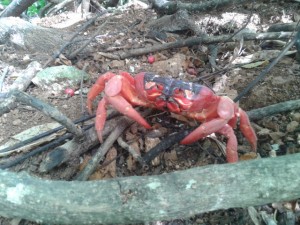 red crab Christmas Island