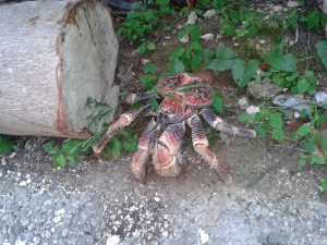 Robber Crab on Christmas Island